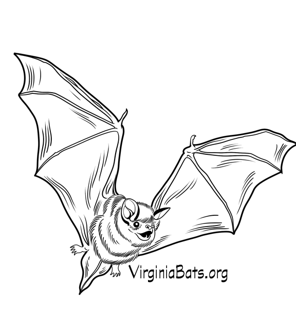 Bat Conservation and Rescue of Virginia